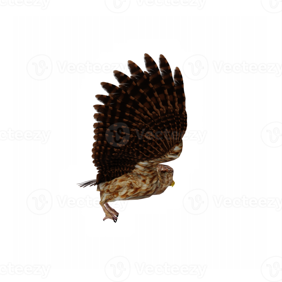 3d Owl isolated png