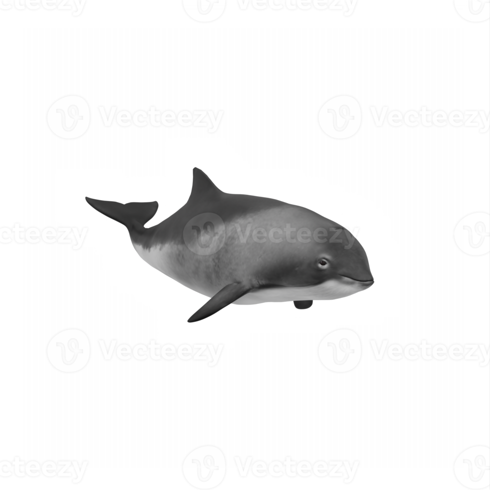 3d Porpoise Dolphin isolated png