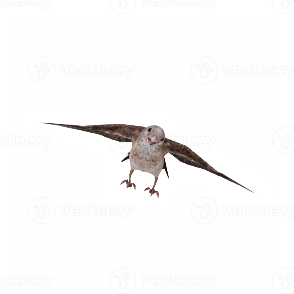 flying Sparrow isolated png