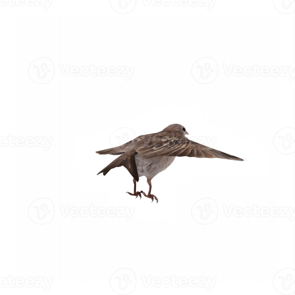 flying Sparrow isolated png