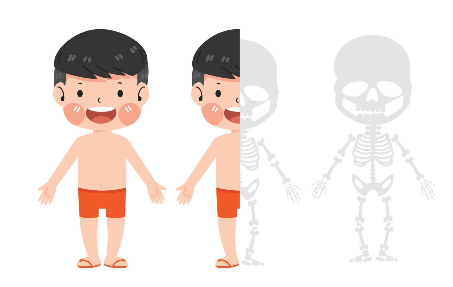 linda chico esqueleto anatomía gráfico vector