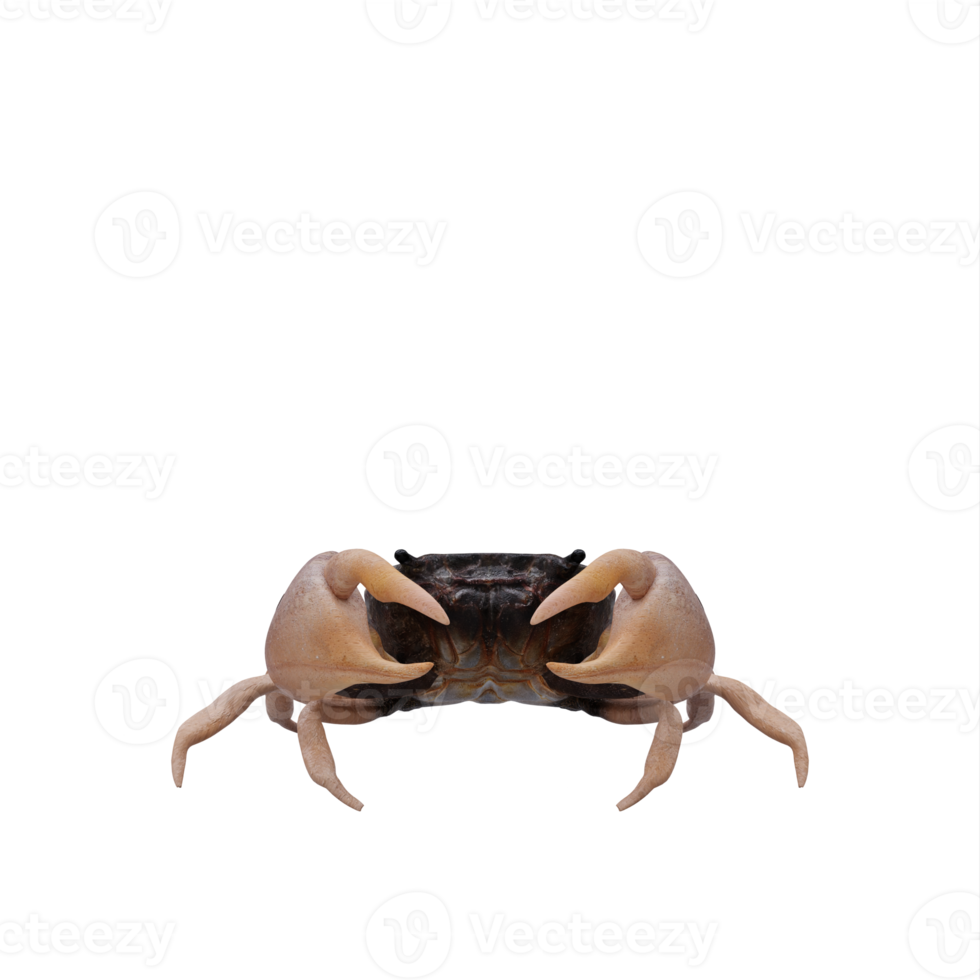 rocheux rive Crabe png