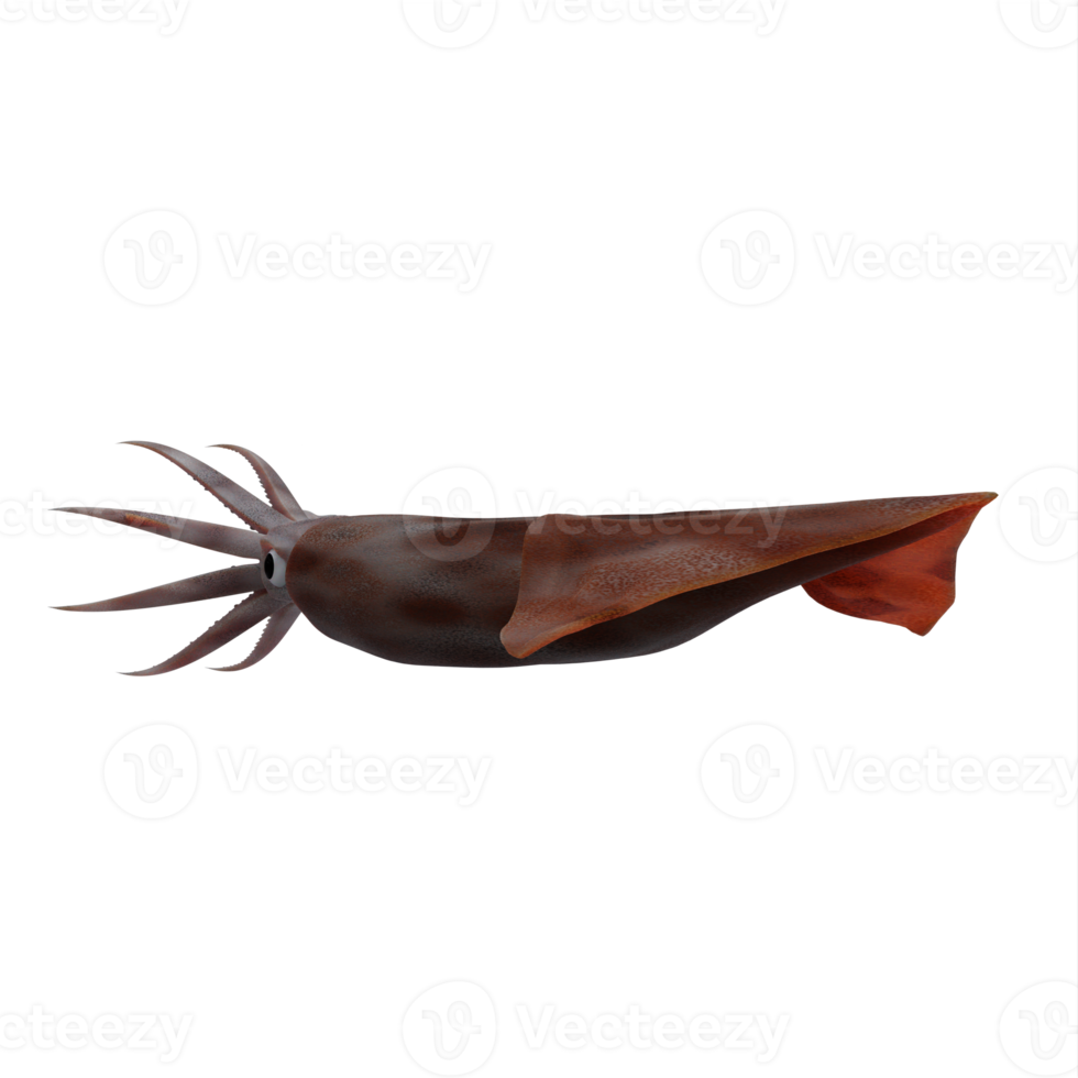 3d Squid fish isolated png