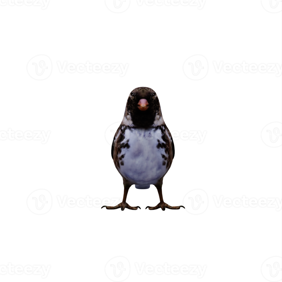 3d Spatz isoliert png