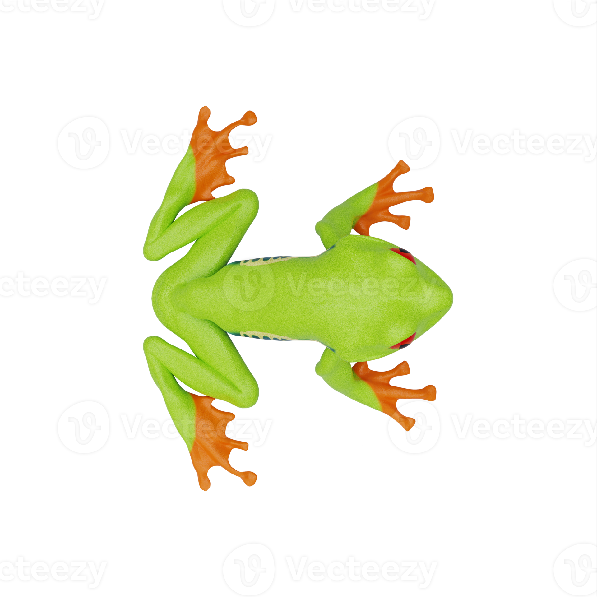 Red eyed tree frog 22308340 PNG