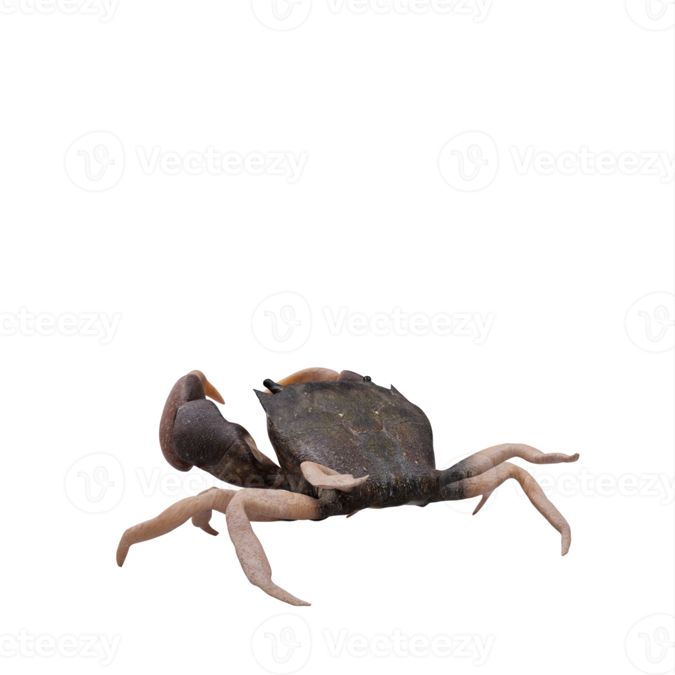 Rocky shore crab png