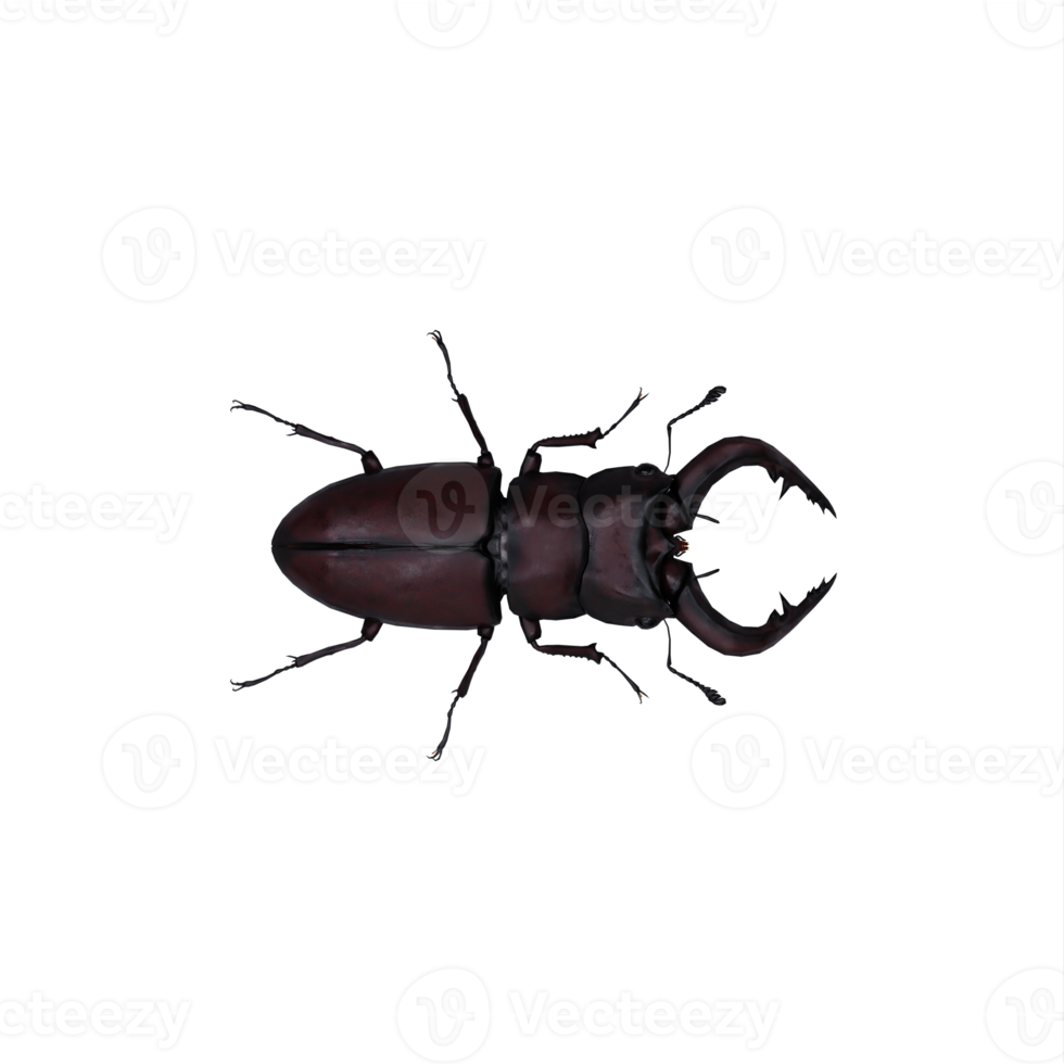 3d Stag Beetle png