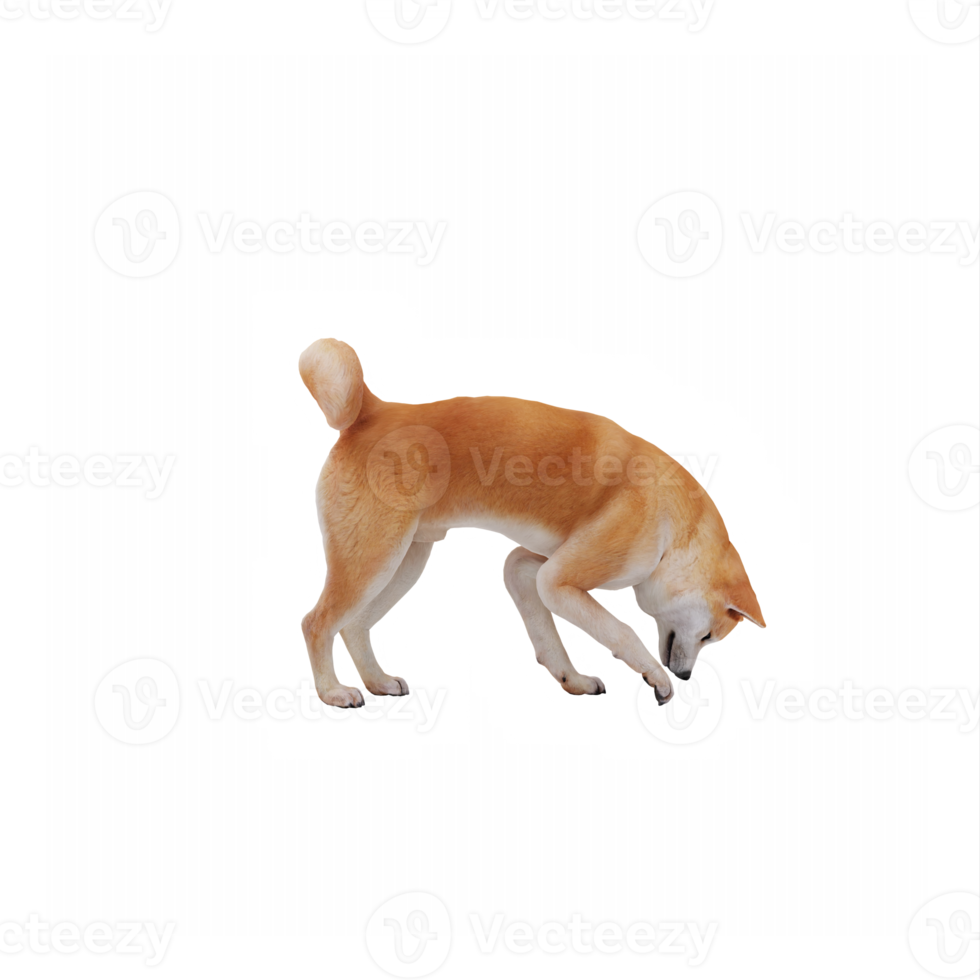 3d akita chien png