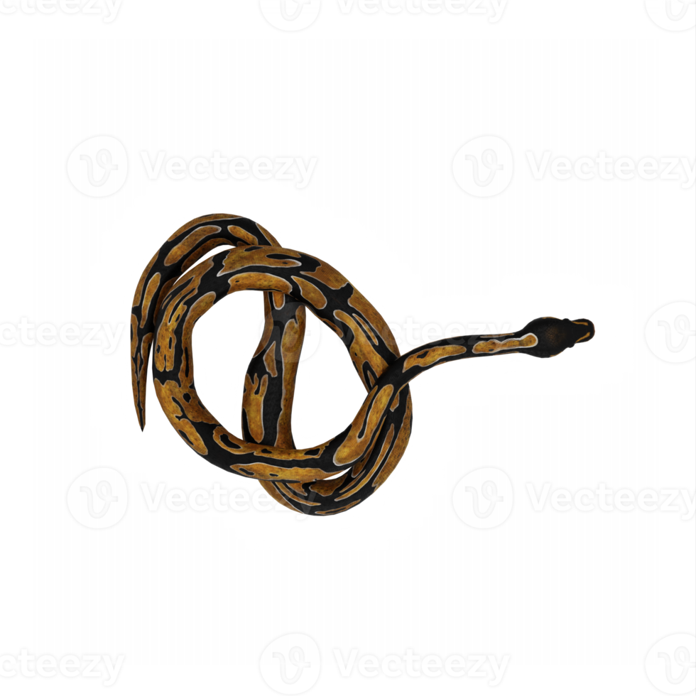 3d Burmese Python png