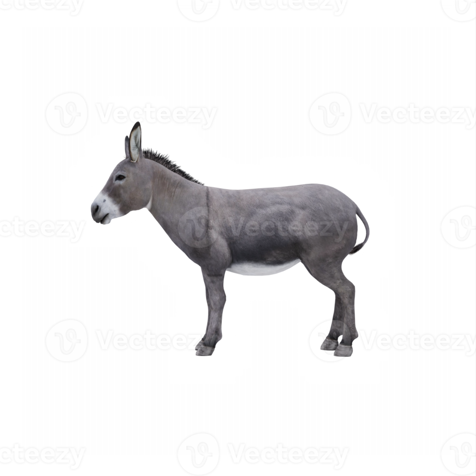 3d Donkey isolated png