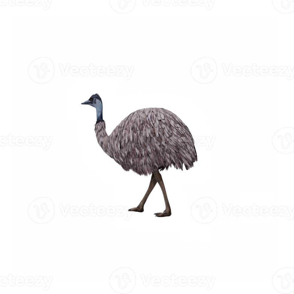 3d Emu isolated png