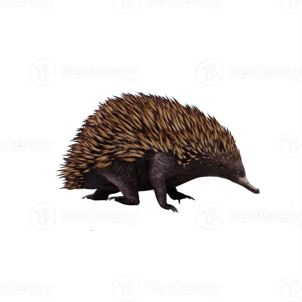 3d Echidna isolated png