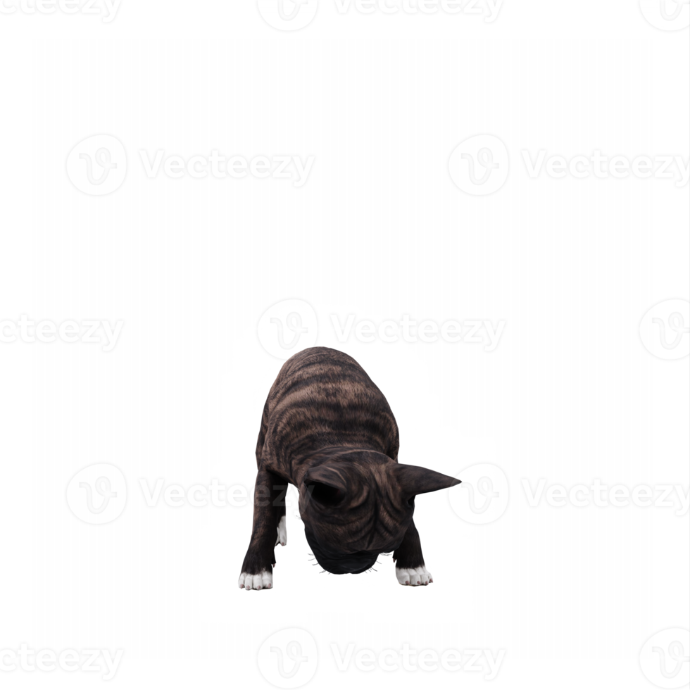 3d francese bulldog png