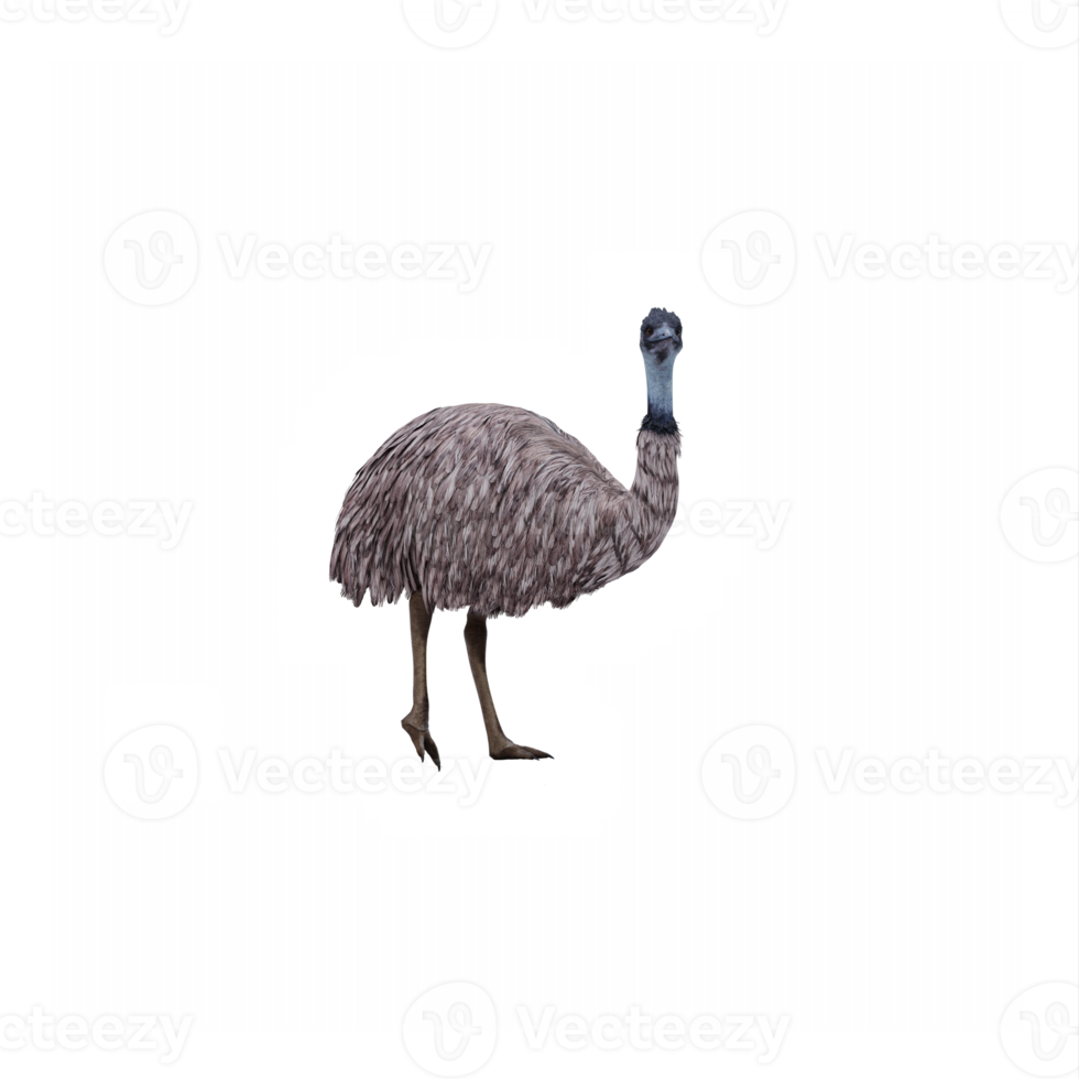 3d Emu isolated png