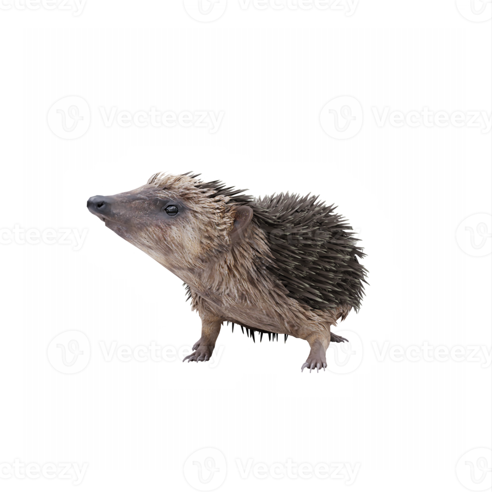 3d Hedgehog isolated png