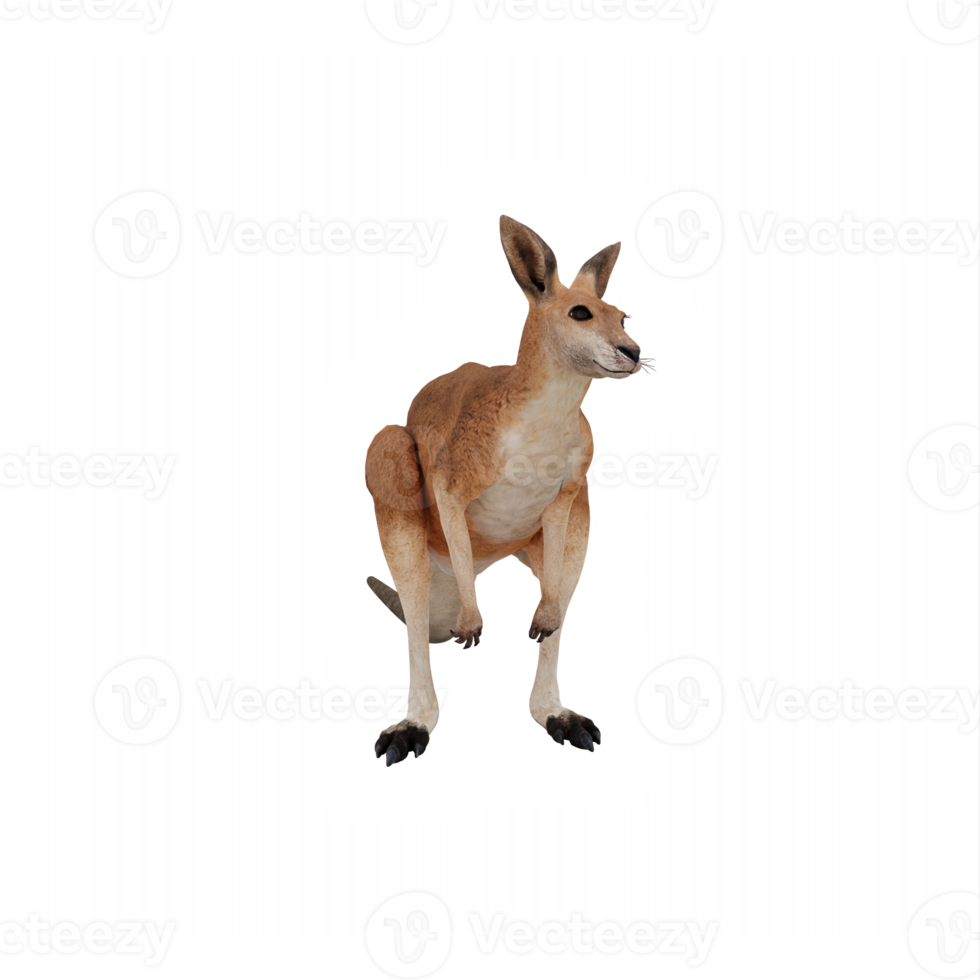 3d Kangaroo isolated png
