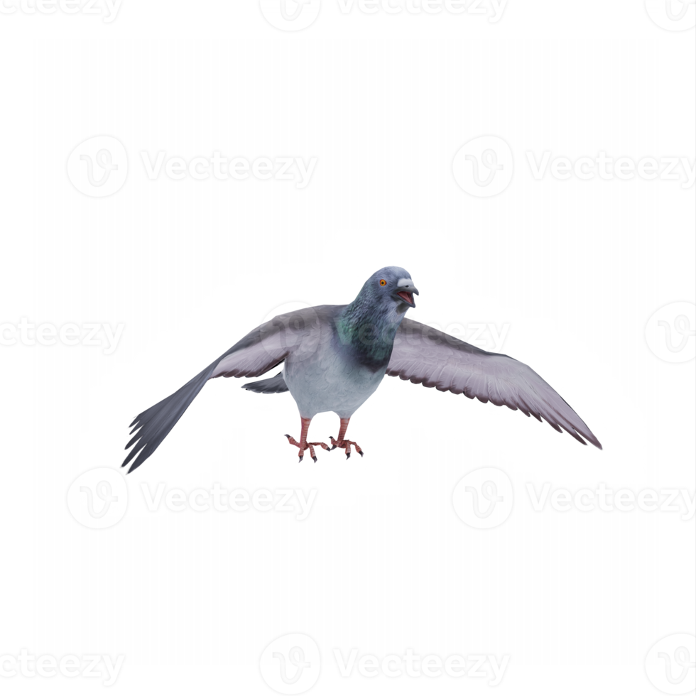 3d Pigeon isolated png