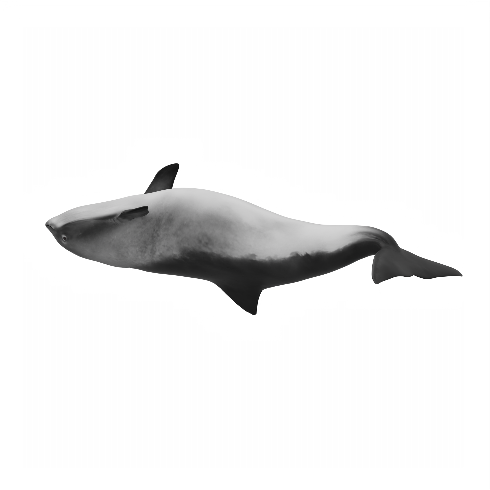 Free 3d Porpoise Dolphin isolated 22308403 PNG with Transparent Background