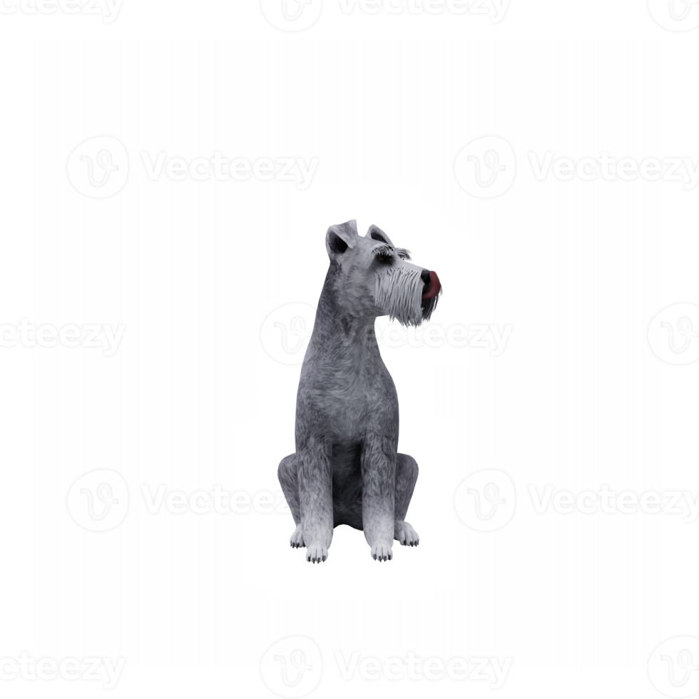 Schnauzer dog isolated png