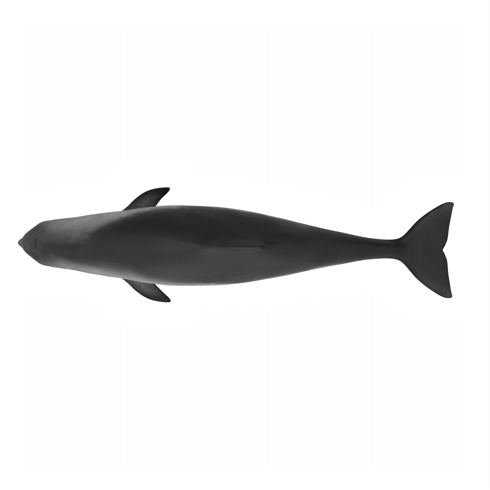 Free 3d Porpoise Dolphin isolated 22308409 PNG with Transparent Background