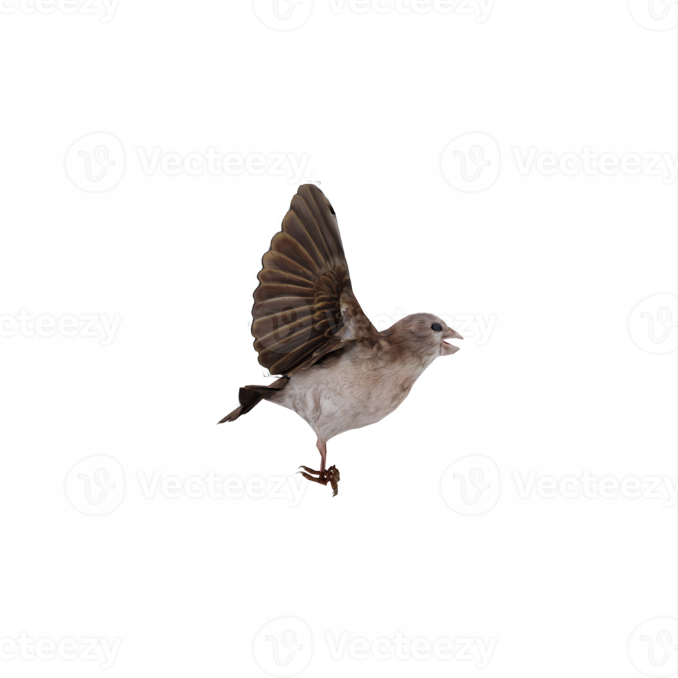 fliegend Spatz isoliert png