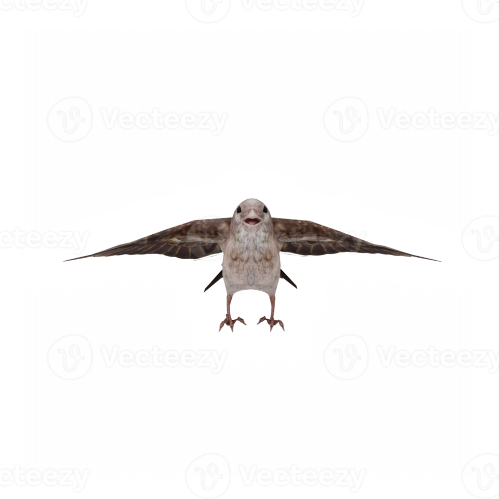 flying Sparrow isolated png