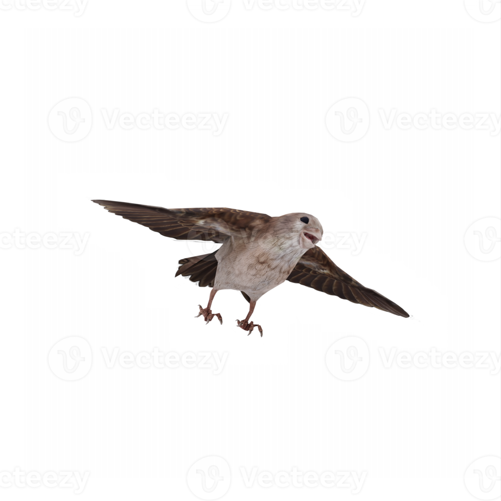 flying Sparrow isolated png