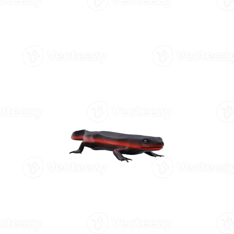 sword tail newt png