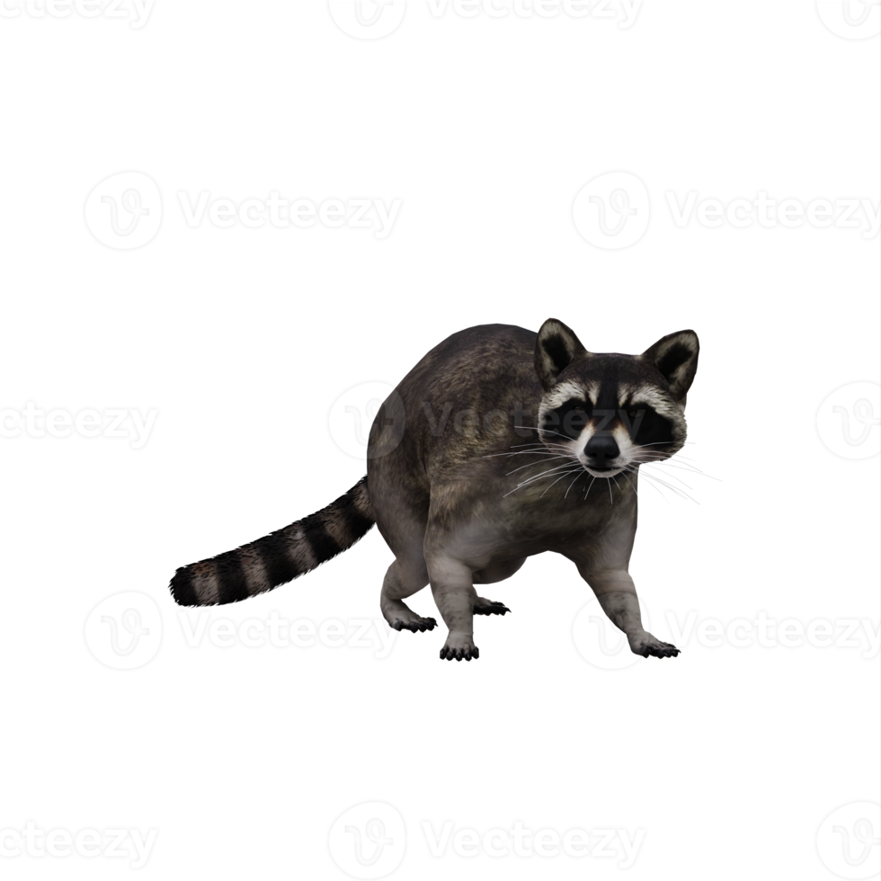 3d Raccoon isolated png
