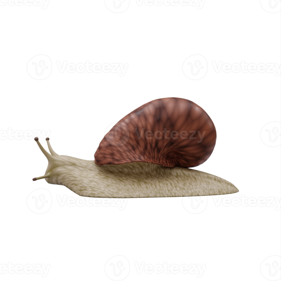 3d Snail isolated png