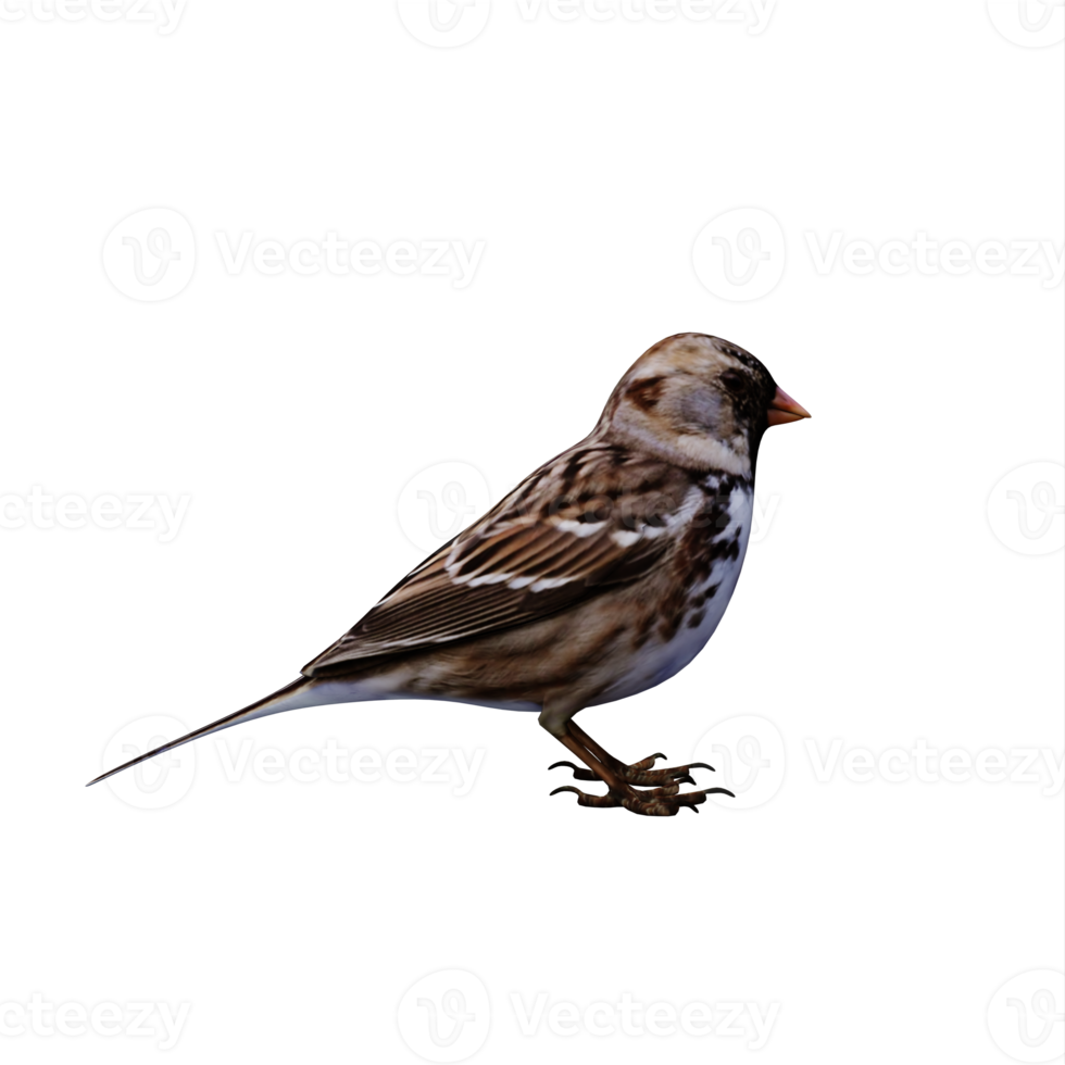 3d Sparrow isolated png