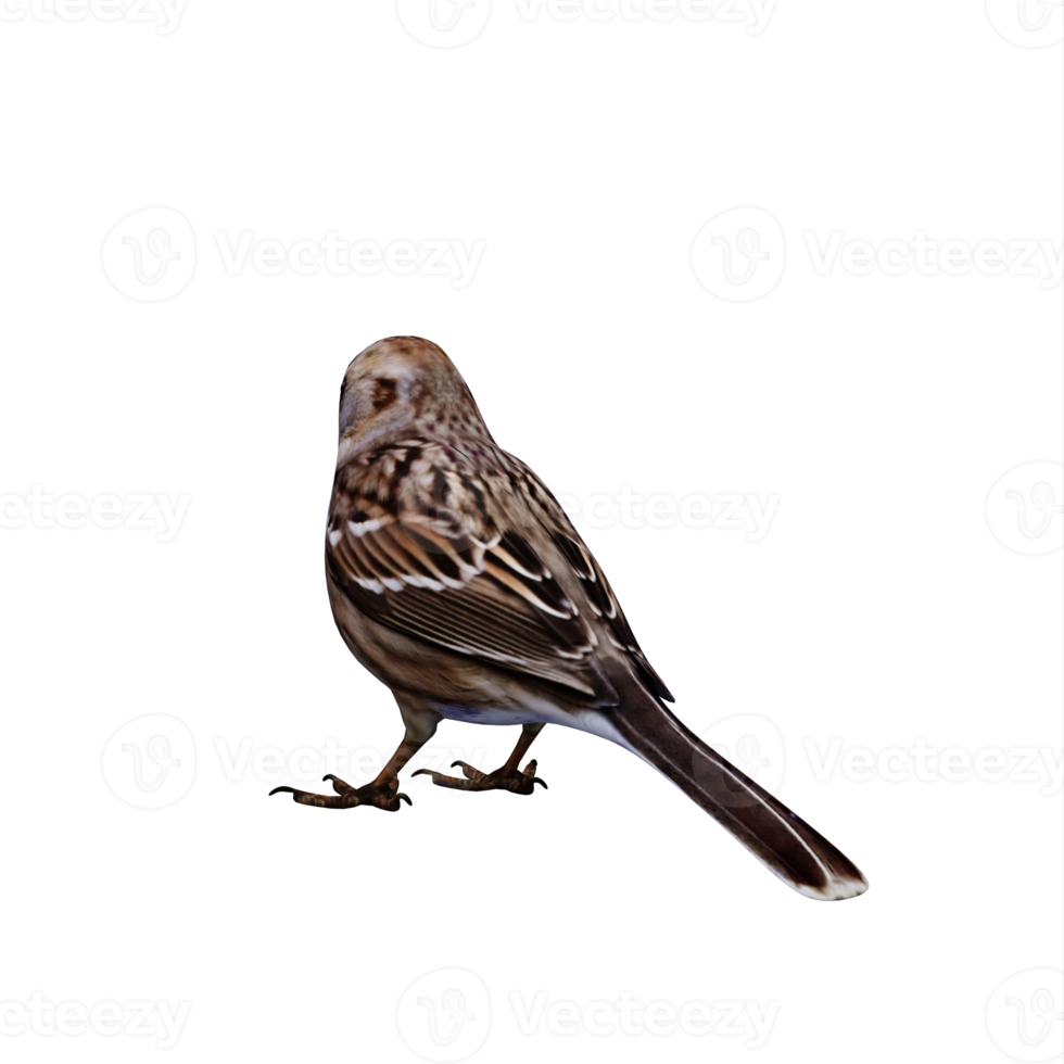 3d Sparrow isolated png