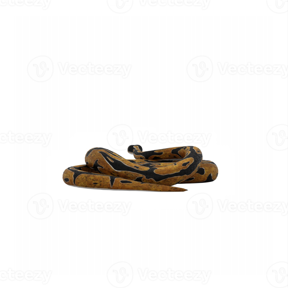 3d Burmese Python 22308467 PNG