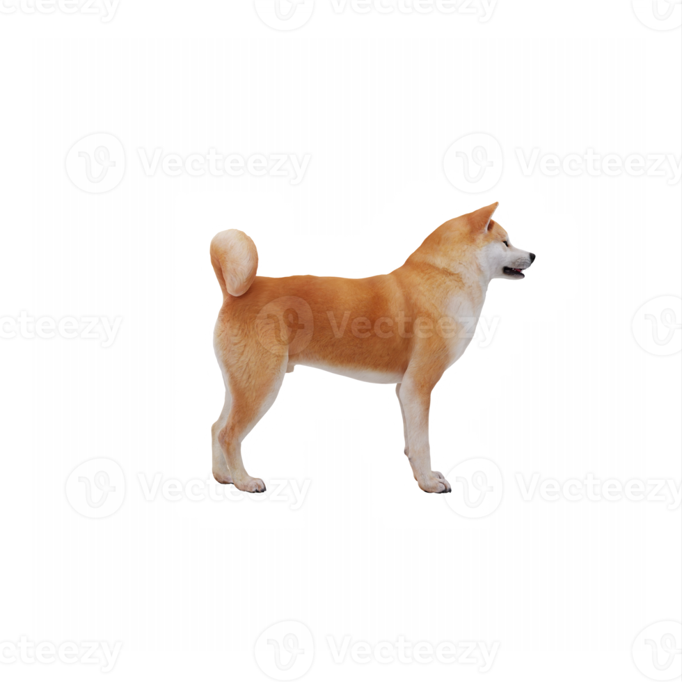 3d Akita Dog png