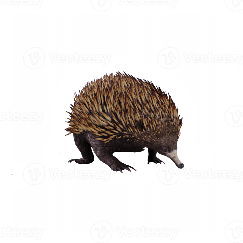 3d echidna isolato png