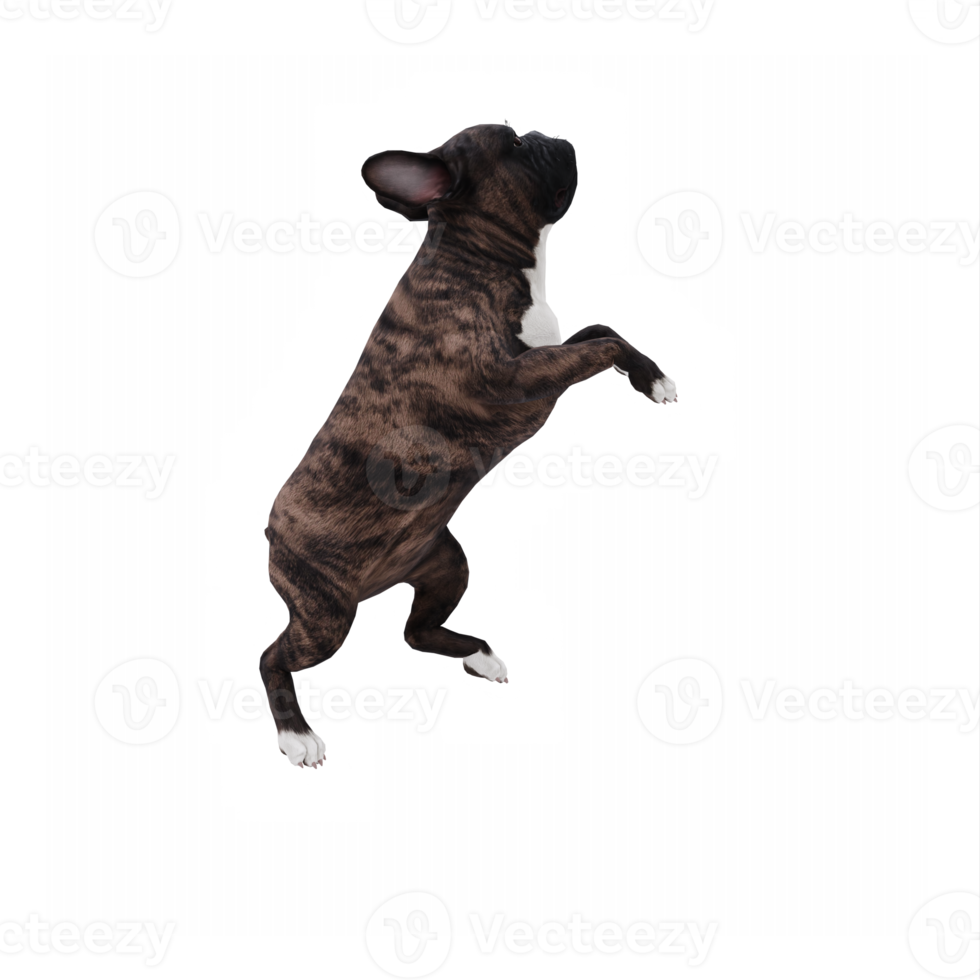 3d francês buldogue png