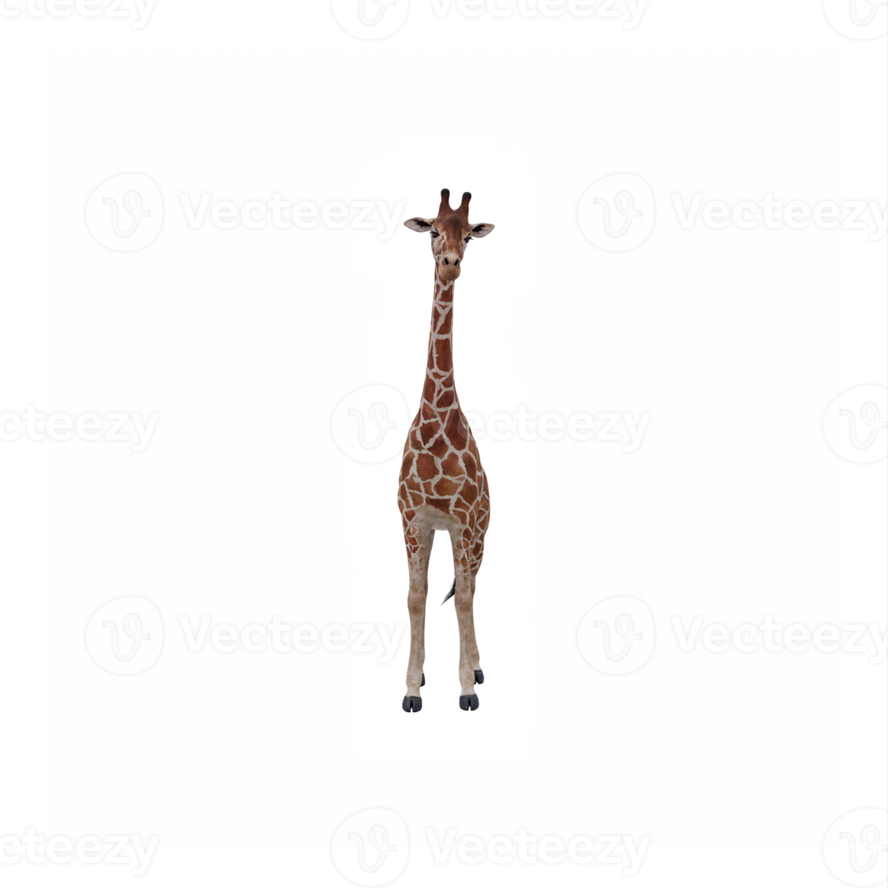3d Giraffe isolated png