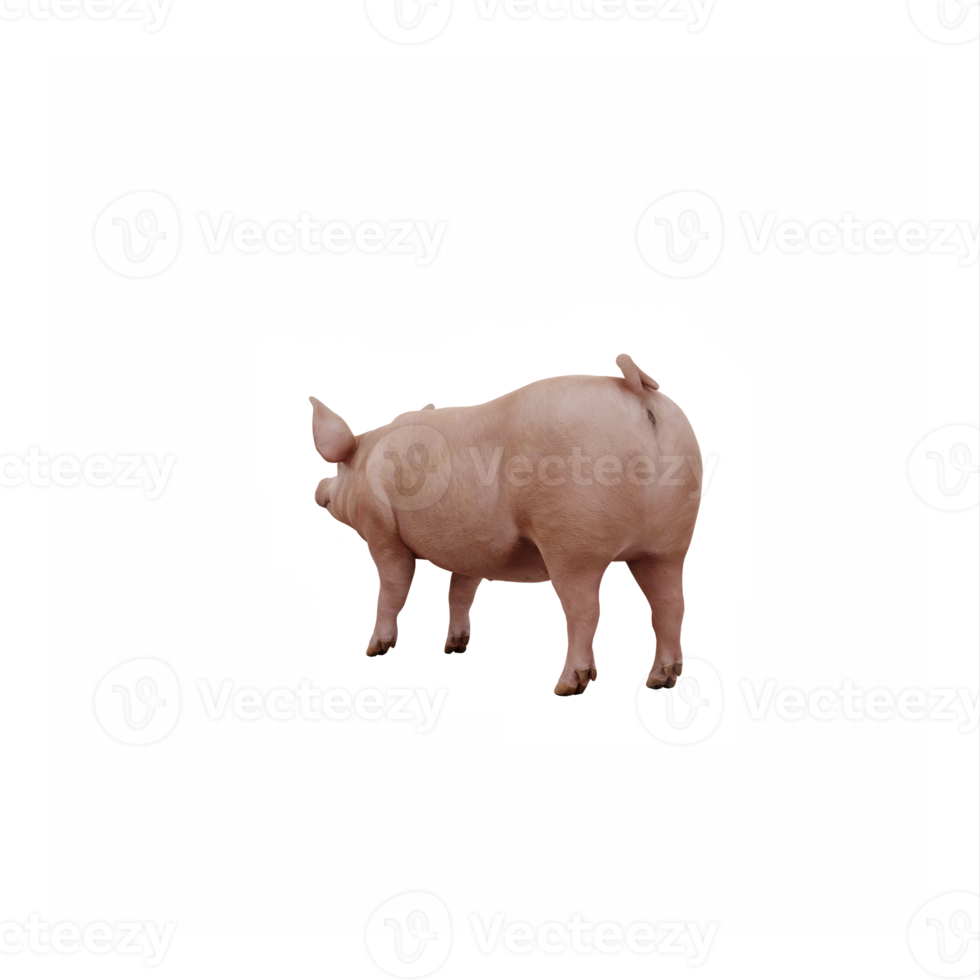 3d cute pig isolated png