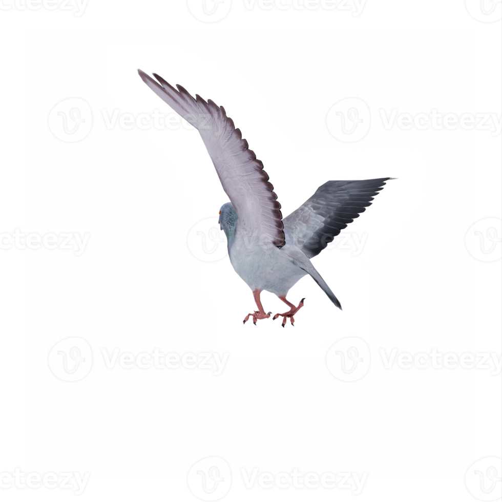 3d Pigeon isolated png