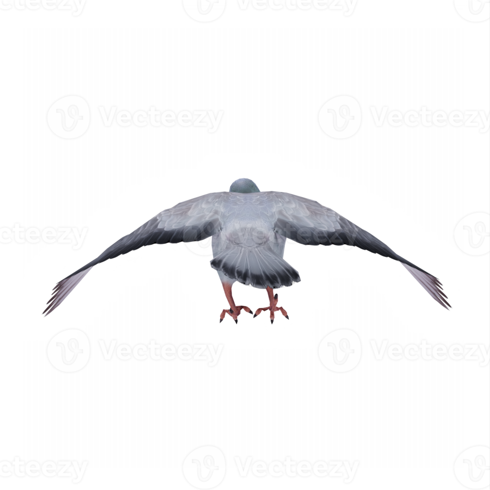 3d Pigeon isolé png
