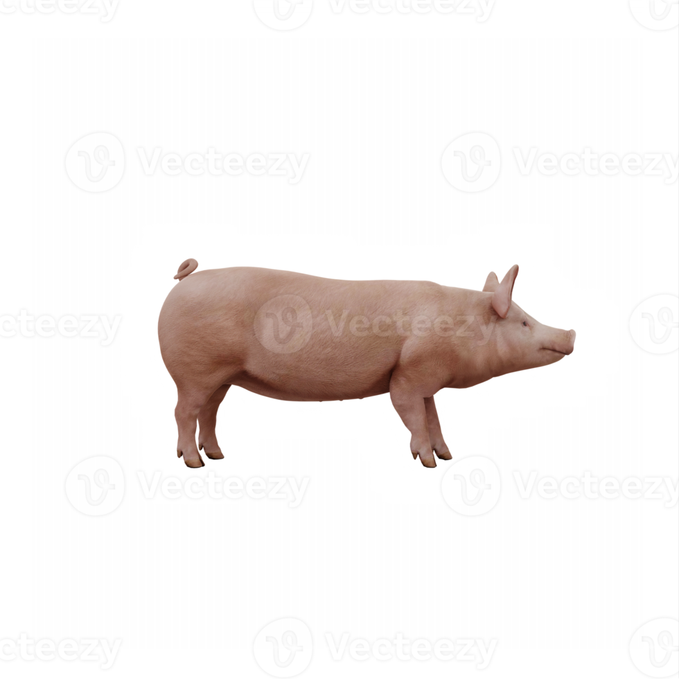 3d cute pig isolated png