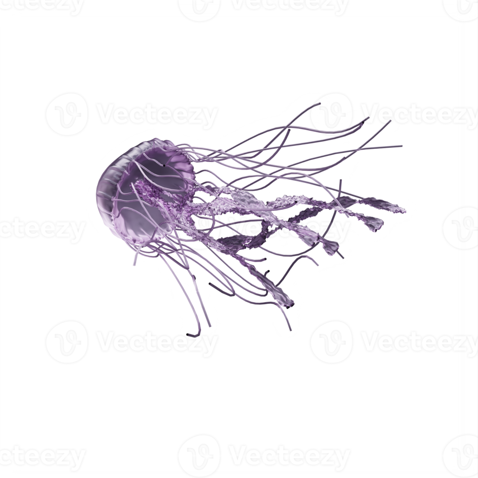 3d jellyfish isolated png