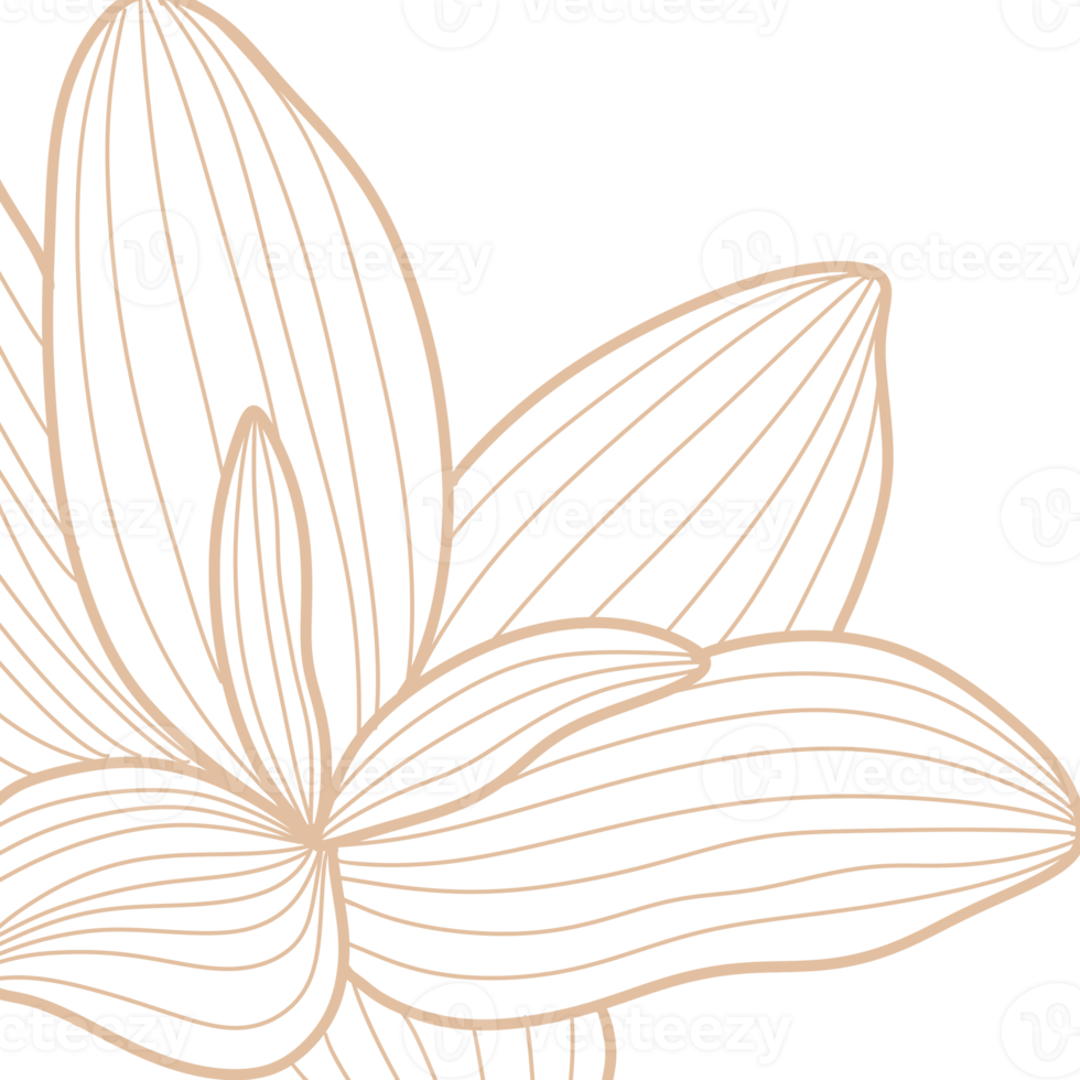 Macro Flowers line art png