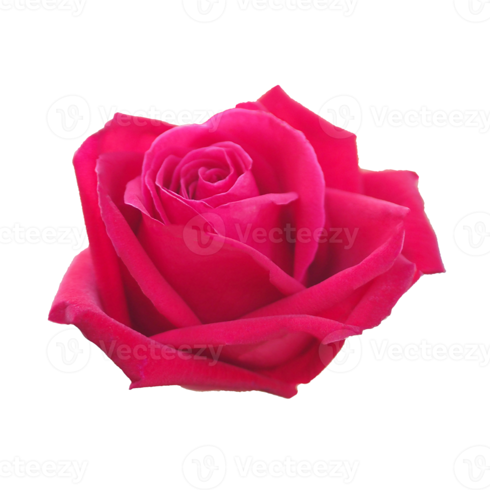 one red rose, flower nature background png