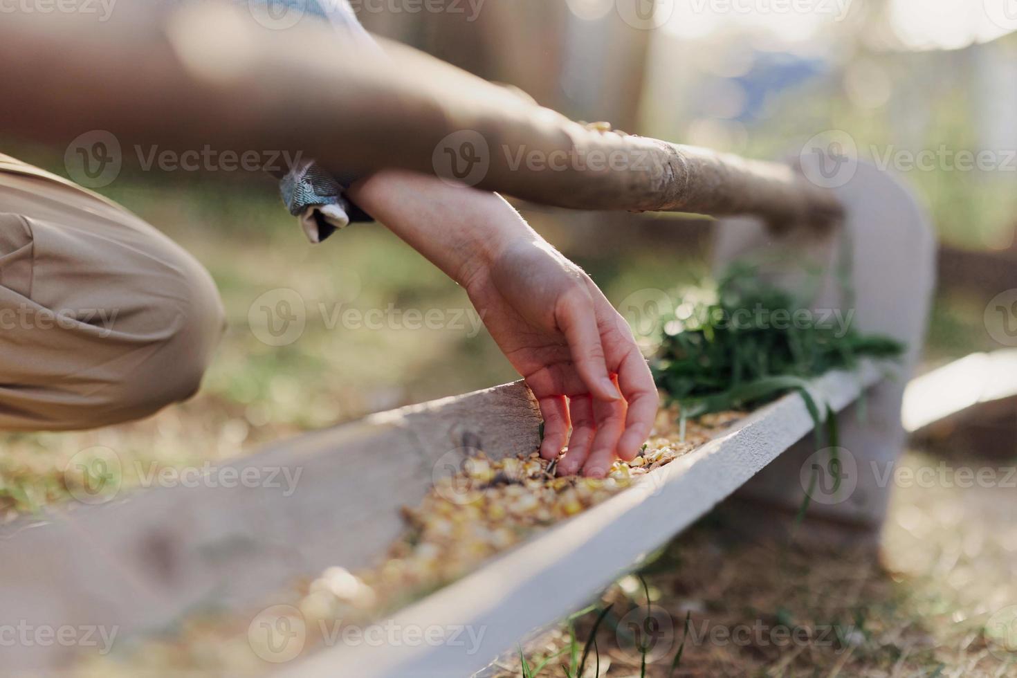 A woman works on a farm and feeds her chickens with healthy food, putting young, organic grass and compound feed into their feeders by hand to feed them photo