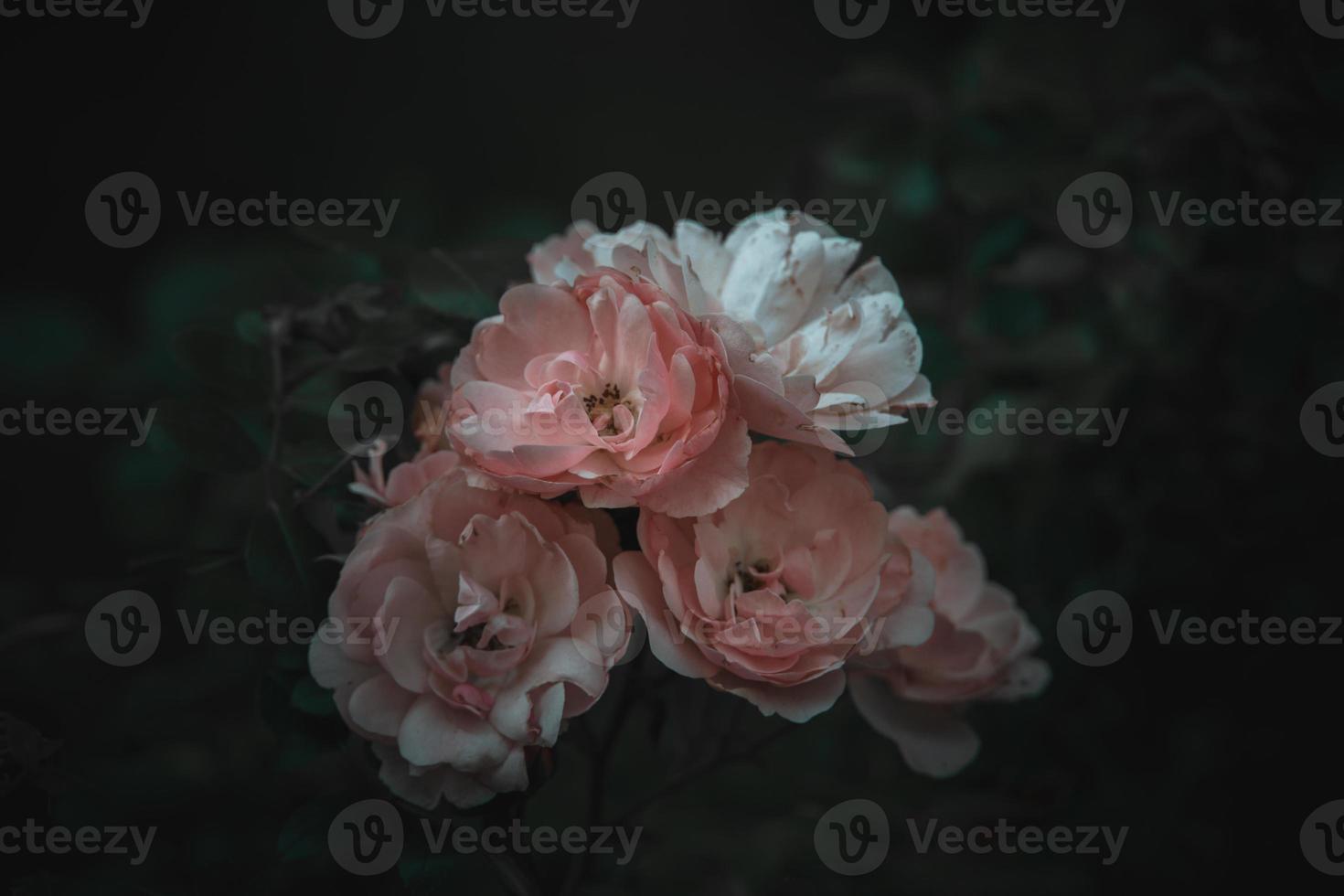 pink rose on the bush against a dark background in the garden photo