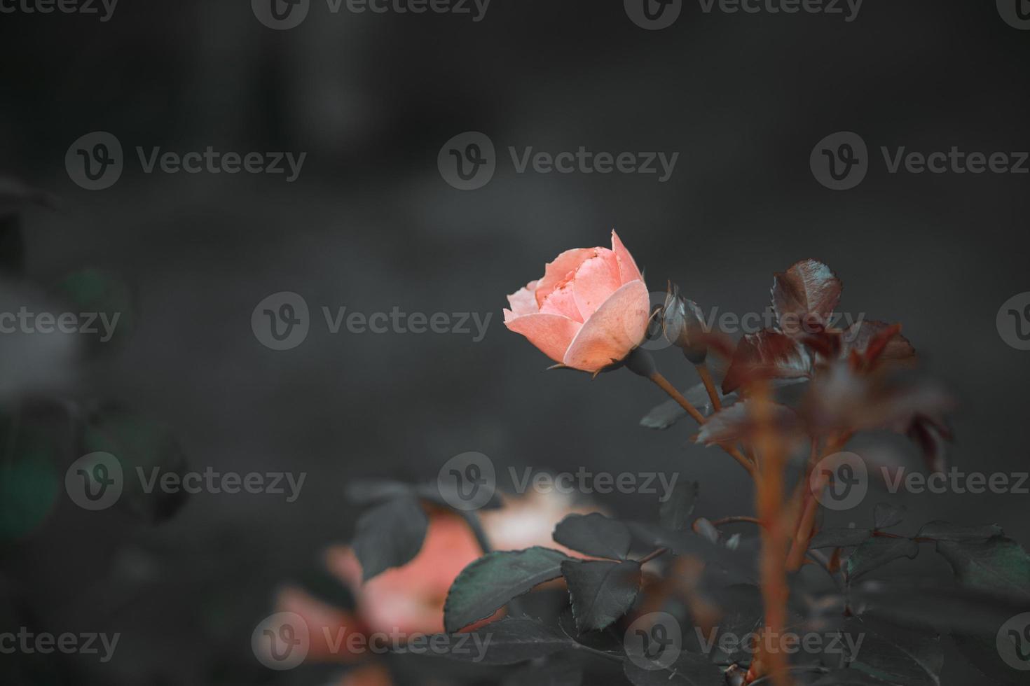 pink rose on the bush against a dark background in the garden photo