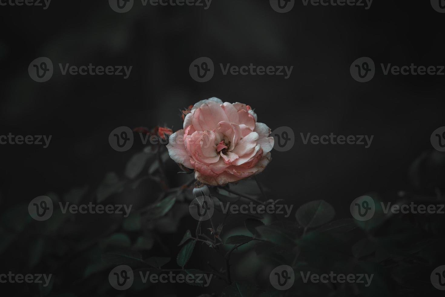 pink rose on the bush against a dark background in the garden photo