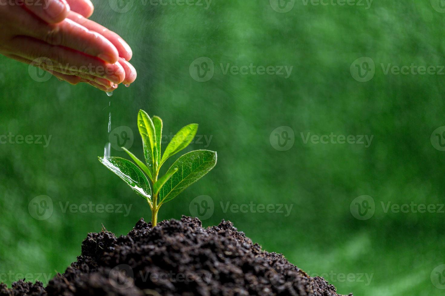 People are watering small plants by hand on green blur nature background, earth day or world environment day concept. Green world and sustainable conservation of forest resources. photo