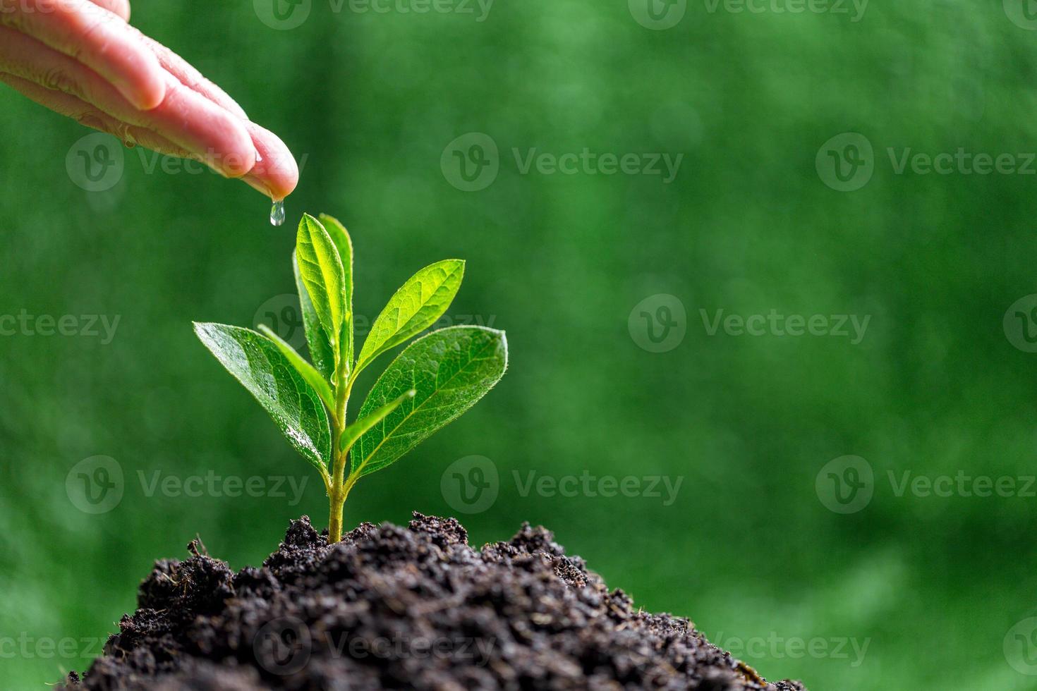 People are watering small plants by hand on green blur nature background, earth day or world environment day concept. Green world and sustainable conservation of forest resources. photo